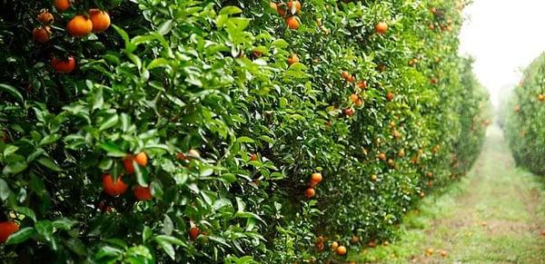 Florida Citrus Grove