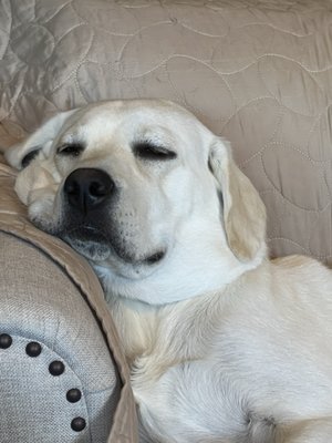 Cooper relaxing after his surgery.