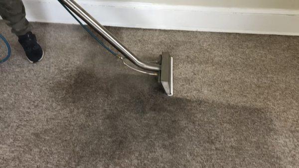 steam carpet cleaning