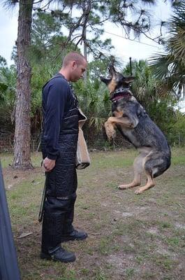 IPO / Schutzhund training at Shelzsmide K9s