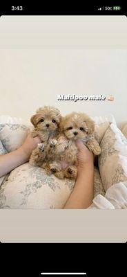 Maltipoo puppies 
Follow us on Instagram  @HappyPawstailsOfficial_