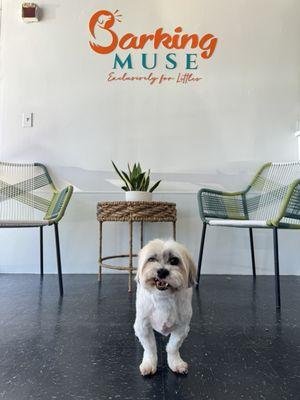 Barking Muse