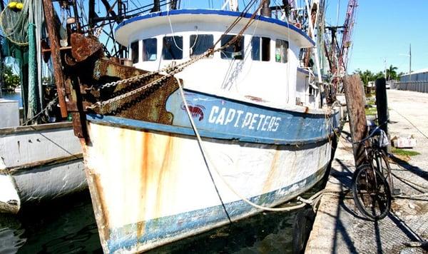 The Cap't Peters is one of the many, old classic shrimp trawlers docked outside our fish house.