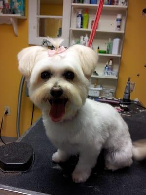 Sorbet is happy with her grooming, look at that smile