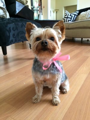 Hairdos For Hounds