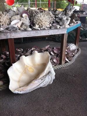 Huge clam shell..