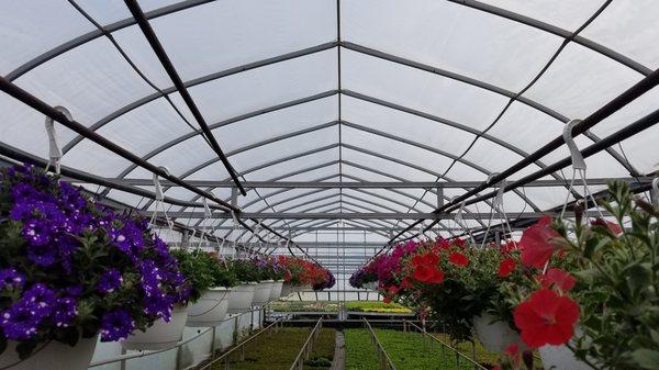 Hanging Baskets!