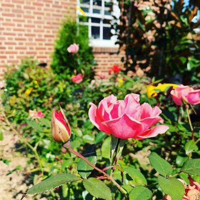 Roses, Bushes, Trees