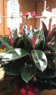 Rubber tree plant.