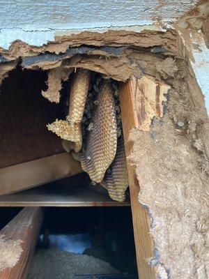 Bee removal in Austin Texas