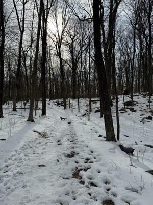 Leon Levy Preserve