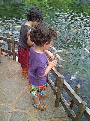 Feeding koi fish with a Joyful Nanny