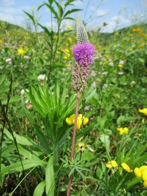 Many wildflowers to photograph and enjoy.