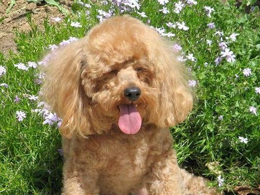 Cooper is a toy poodle in a teddy bear style cut.