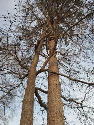 The tree on the left is hugging the one on the right!