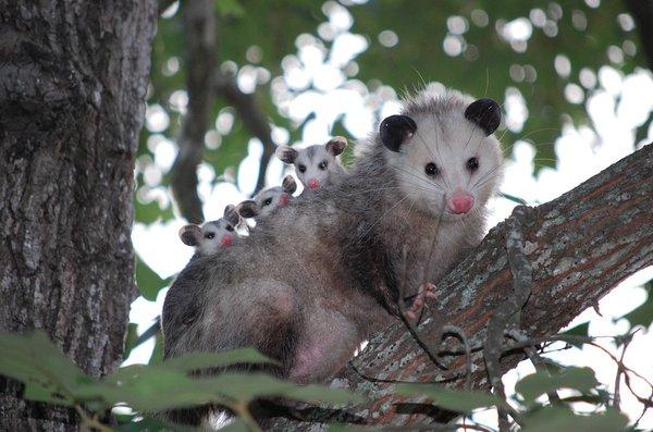 Opossum removal from attics Free for qualified homeowners! Humane opossum trapping fast!