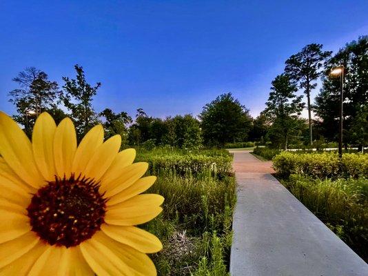 Sunflowers overlook the many walking/jogging trails.