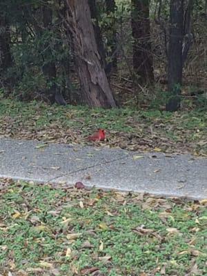 Allie's Bird. Northern cardinal