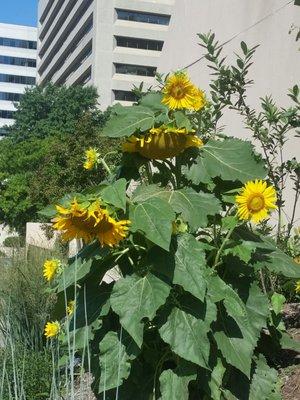 Sunflowers in bloom in the pollinator-friendly patch