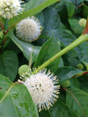 Buttonbush