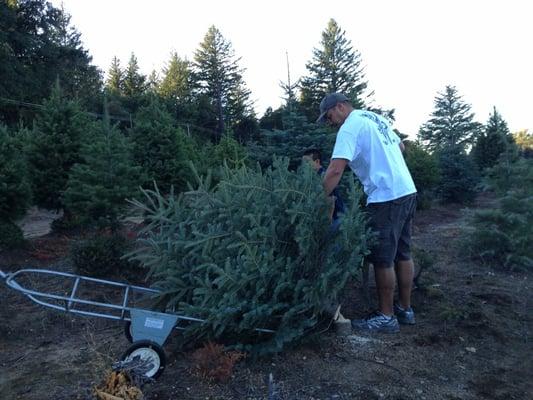 Crest Ranch Choose & Cut Christmas Trees