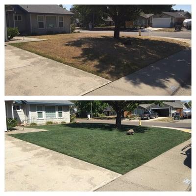 #lawnpaint #lawndye #roseville #rocklin