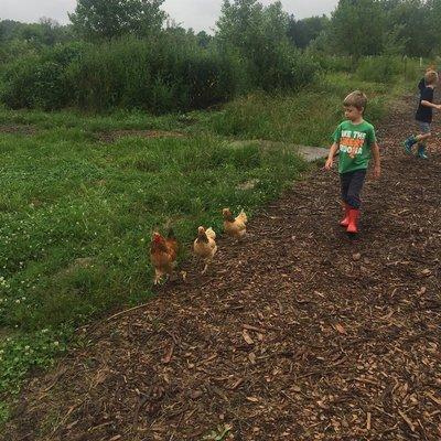 A student gathering the   chickens back to their coop.