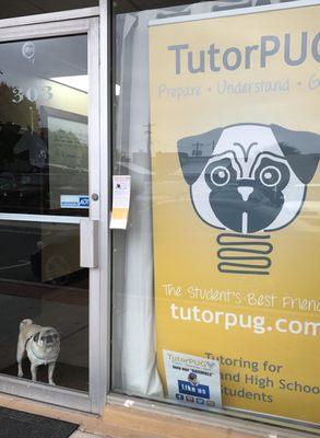 A tutor pug at TutorPUG!