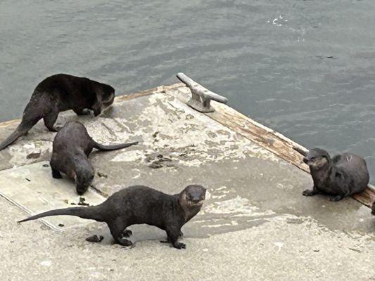 Otters