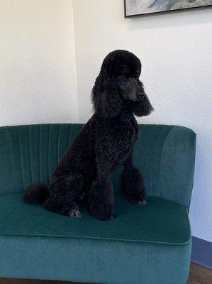 Lovely poodle just daydreaming!