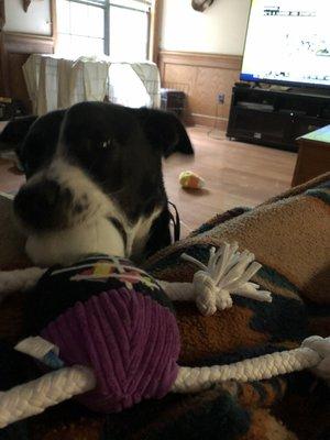 My dog with her skeleton toy.