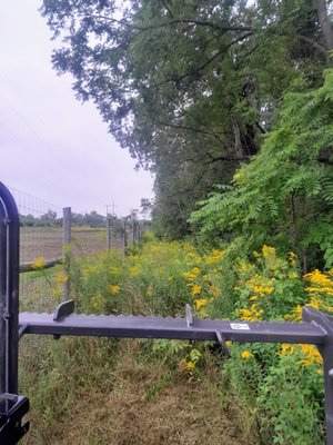 Before photo of what a fence line looked like before it was forestry mulched and opened up for a farmer.