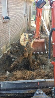 Root removal to allow for french drains.