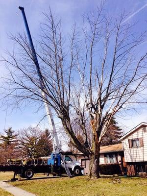 Tree Service