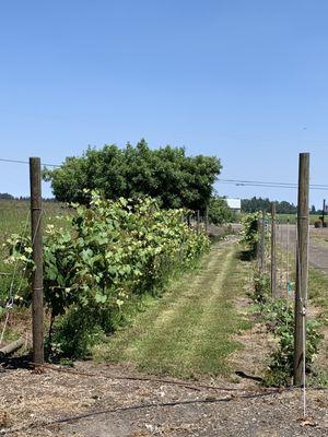 Grape vines