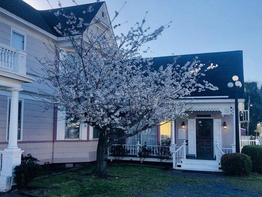 Cherry Blossoms at Victorian Station