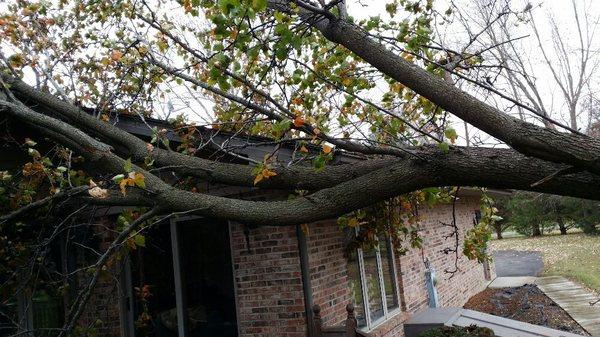 Don't let this be you. Call us to have us evaluate the health and risks posed by your trees.
Emergency service available 24 hours a day