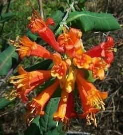 Wild Honeysuckle. Makes a wonderful flower essence.