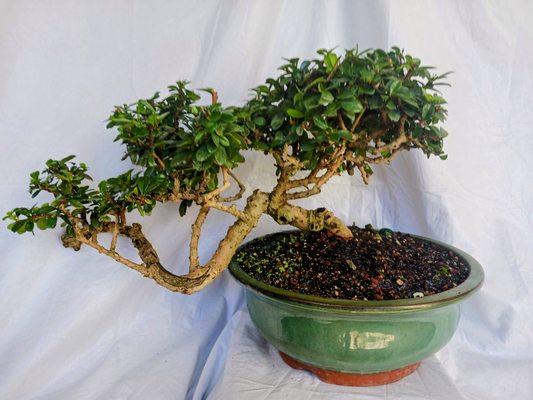 Carmona Bonsai