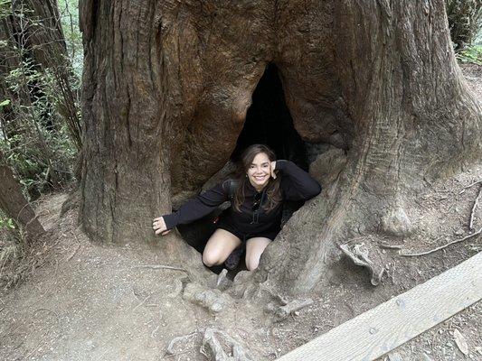 A red wood tree at John Muir Trail.