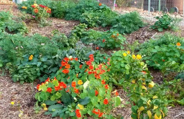 East Anaheim Community Garden