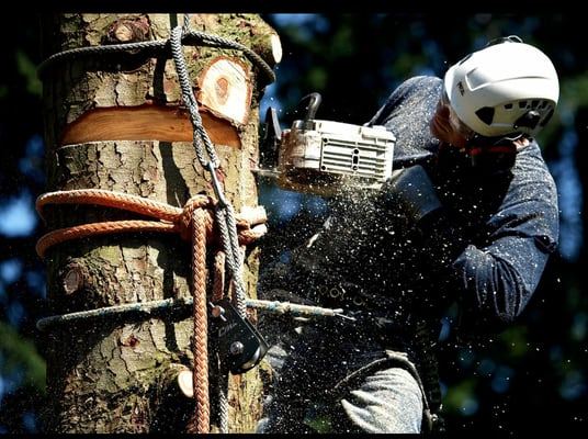 Tree Removal