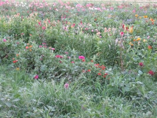 flowers growing at their farm