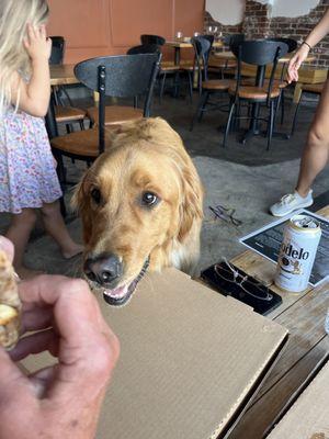 Monkey likes the pizza!