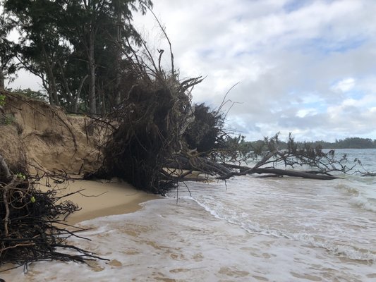 Beach eroding and tress fallen