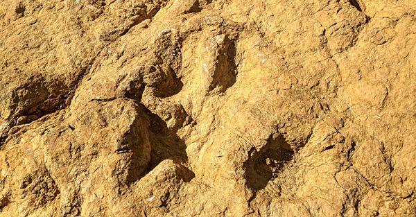 DinoTracks Fossil!