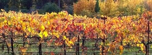 Mount Tehama Winery in late Autumn. Spectacular!