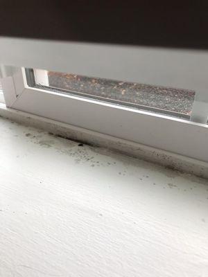 STACHBOTRYS CHARTARUM MOLD ON WINDOW SEAL