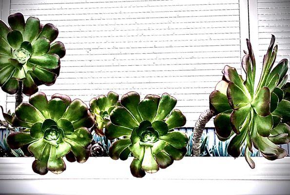 Fun with succulents - indoor or outdoor easy living