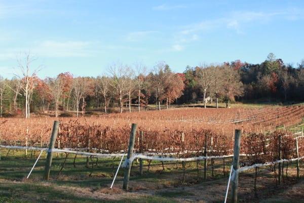 Autumn at Nottley River Vineyard